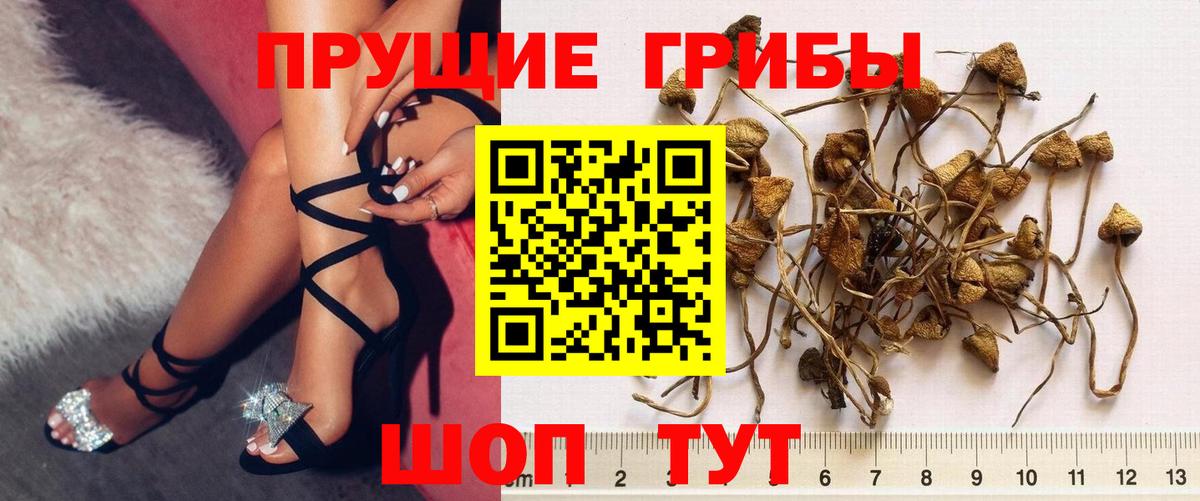 Псилоцибиновые грибы Cubensis  где купить наркоту  Кудымкар  Вход с VPN  Псилоцибиновые грибы мицелий 